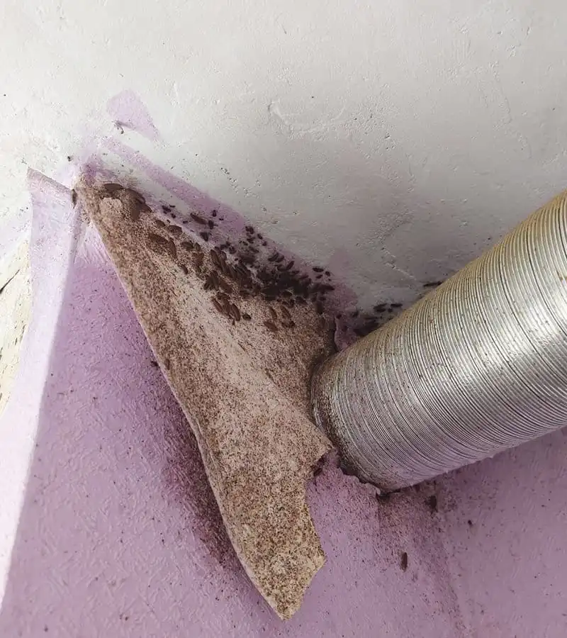 Уничтожение тараканов по адресу Ступино ул.Горького 2023г